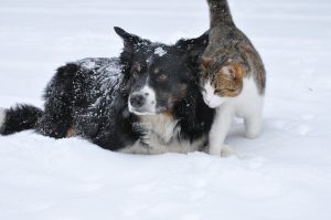 Come proteggere cani e gatti dal freddo: 4 cose da tenere in mente