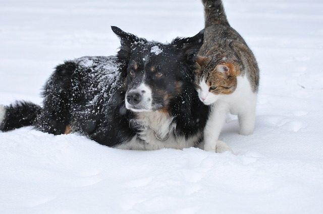 cane e gatto cane e gatto