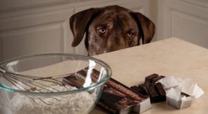 Avvelenamento da cioccolato, il rischio maggiore per i cani è a Natale