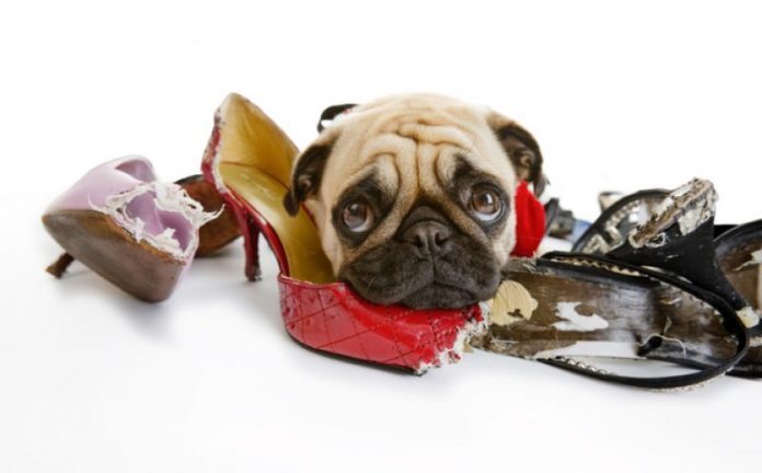 cane-scarpe-