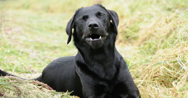 cane-starnuto