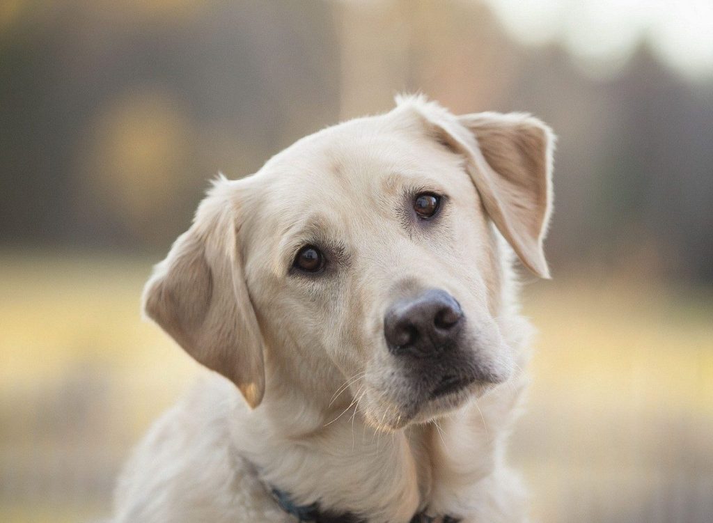 Tracheite nei cani: cos’è, sintomi e cura