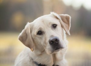 10 segni che potrebbero indicare che il tuo cane sia malato