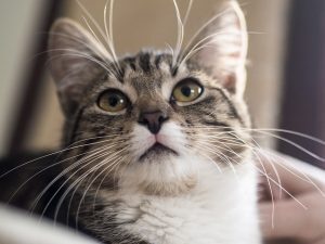 8 motivi per cui avere un gatto fa bene alla salute