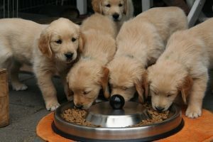 7 alimenti che fanno molto bene ai cani. Ecco quali sono