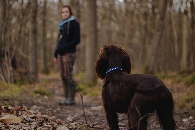 passeggiare con il cane passeggiare con il cane