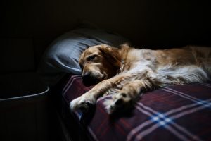 Cani e gatti a letto, fa bene alla nostra salute?