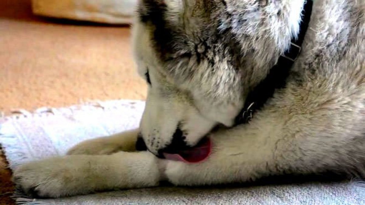 curare i cani con infezione da lieviti cutanei
