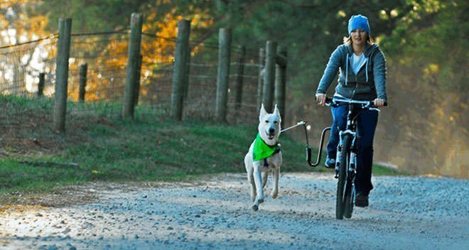 in-bici-con-il-cane