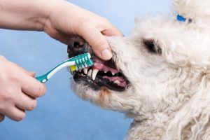 Come spazzolare i denti del cane