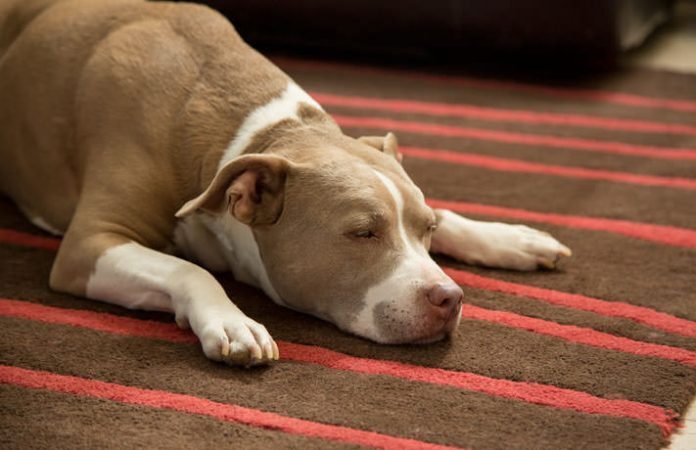 cane-che-dorme