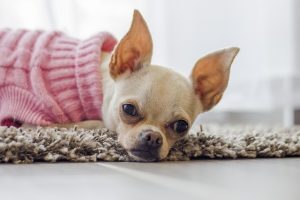 Il tuo Chihuahua ha la tosse? Cosa devi sapere sul collasso tracheale