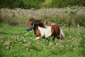 Come mantenere in salute un pony: suggerimenti ed errori da evitare