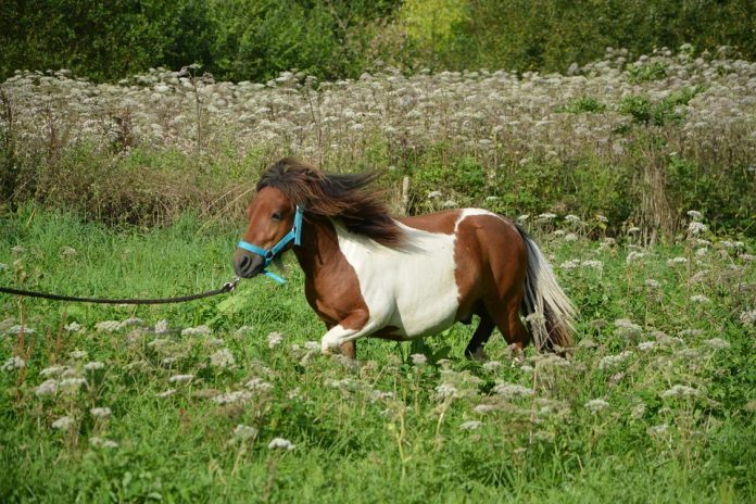 shetland-pony-2728202_960_720