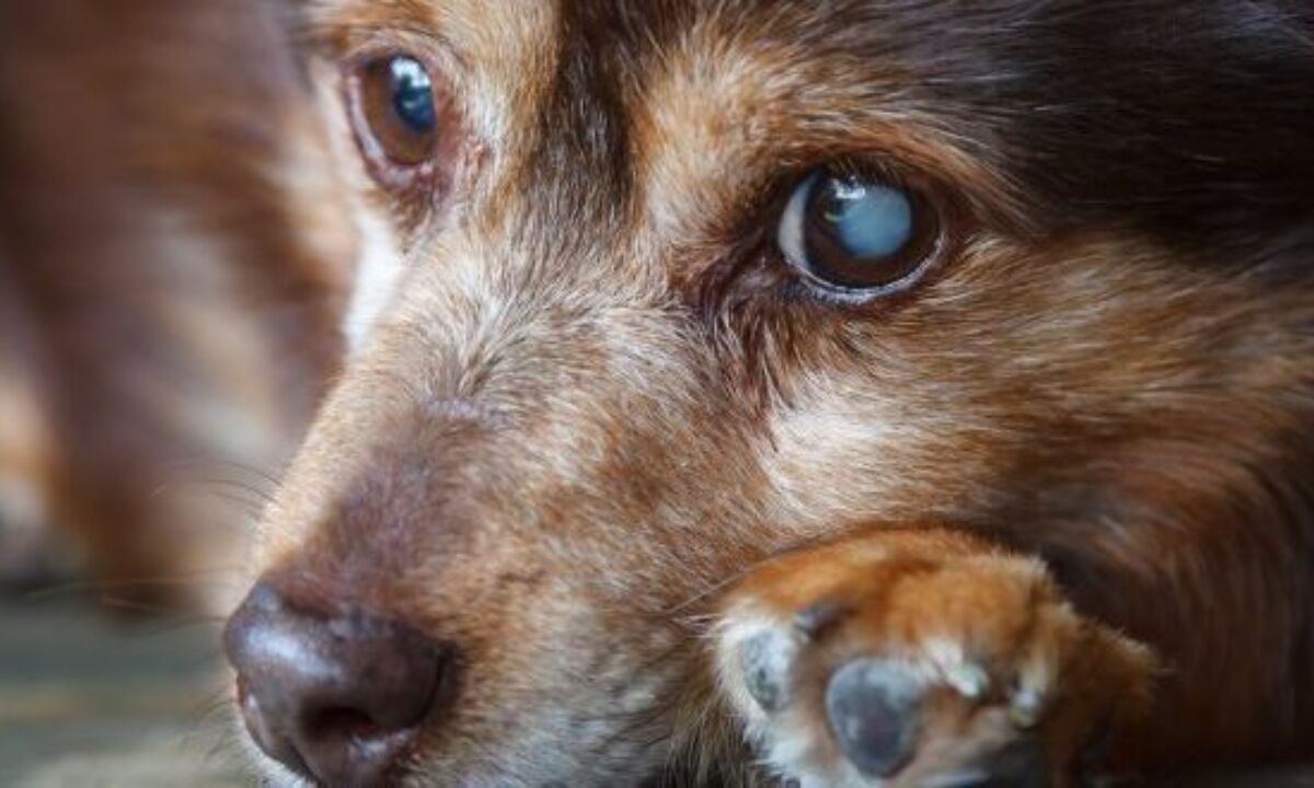 La cataratta nei cani: cause, sintomi e prevenzione