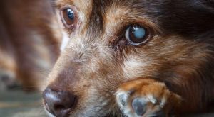 La cataratta nei cani: cause, sintomi e prevenzione