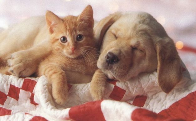 cane+gatto