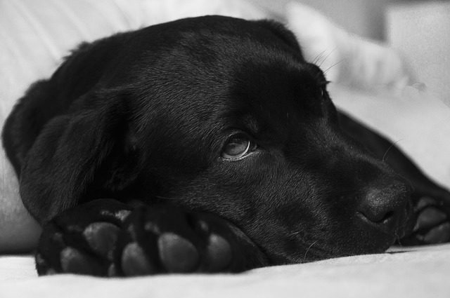 labrador-380800_640