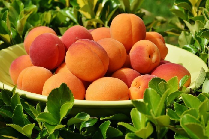 apricots-1522680_1280