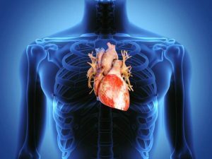 Cuore “coltivato” in laboratorio: passi avanti verso un cuore artificiale