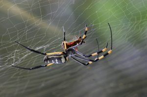 Rimedi naturali per allontanare i ragni da casa