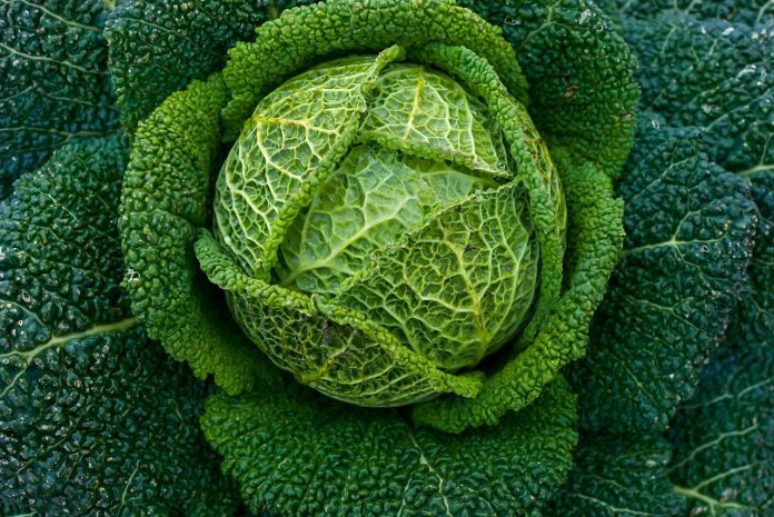leaf-3155791_1280