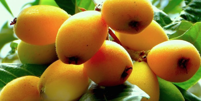 loquats-778417_1280