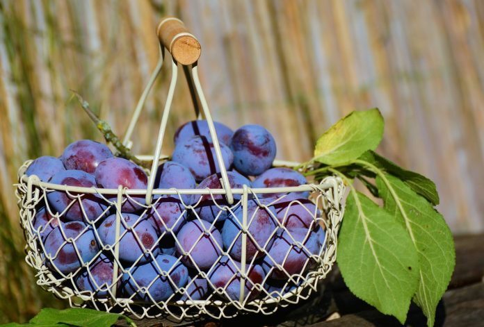 plums-1649602_1280