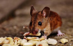 5 modi per allontanare i topi da casa