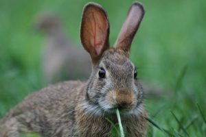 Cacciatori contagiati dalle lepri infette. Sempre più animali soffrono di peste