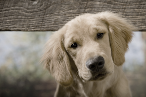 I cani potrebbero trasmettere un virus altamente pericoloso per l’uomo