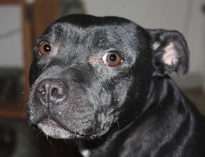 Sindrome di Cushing nei cani: cos’è, sintomi e trattamento
