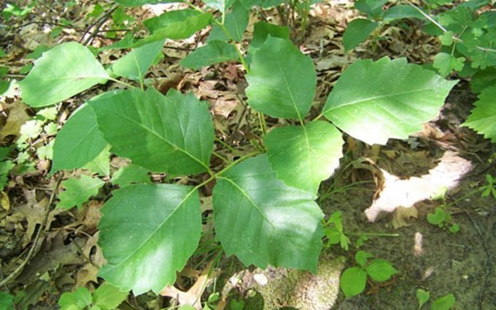 edera velenosa edera velenosa