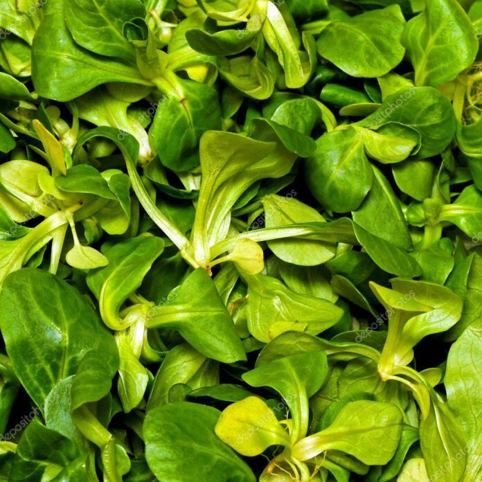 lattuga