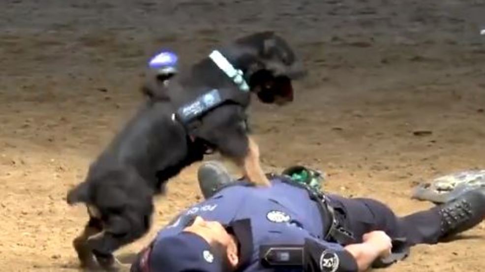 Cane della polizia esegue una rianimazione cardiopolmonare