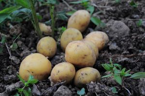 Patate: proprietà e benefici