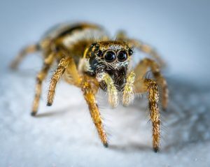 Scopri perché non dovresti uccidere i ragni in casa