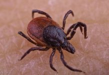 Cosa Fare Se Una Zecca Punge Il Tuo Animale Domestico Salutelab