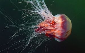 Allarme meduse giganti sulle spiagge italiane