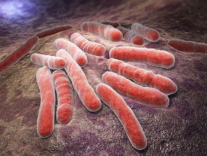 setticemia setticemia