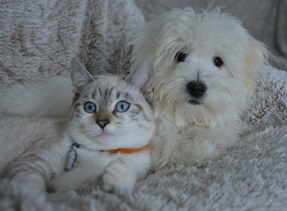 Più intelligente il cane o il gatto? La risposta della Scienza Più intelligente il cane o il gatto? La risposta della Scienza
