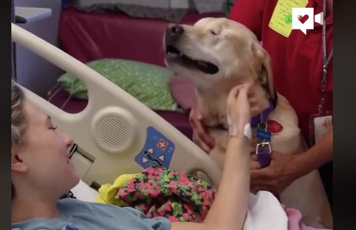 cane-pet-therapy