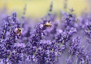 Hai l’ansia? La lavanda ha gli stessi effetti del valium (ma con una differenza)