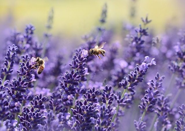 lavanda