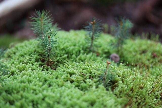 Non solo cannabis per ridurre i dolori. Scoperta altra pianta ‘miracolosa’