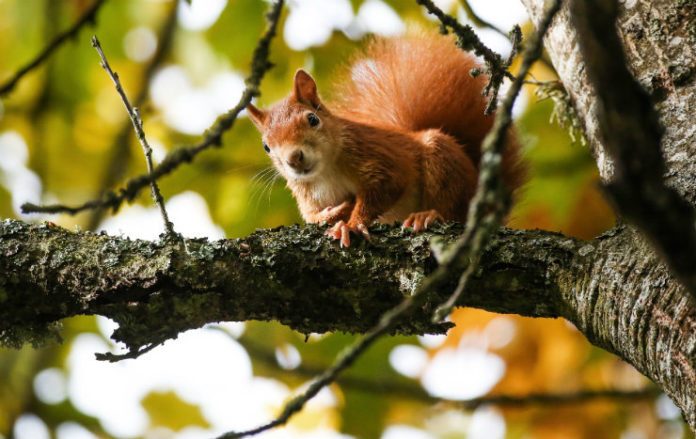 Mangia cervello di scoiattolo e sviluppa una malattia mortale