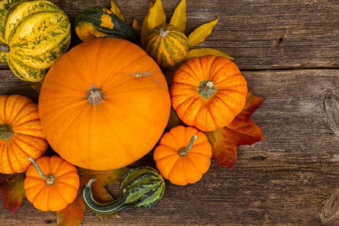 zucca zucca