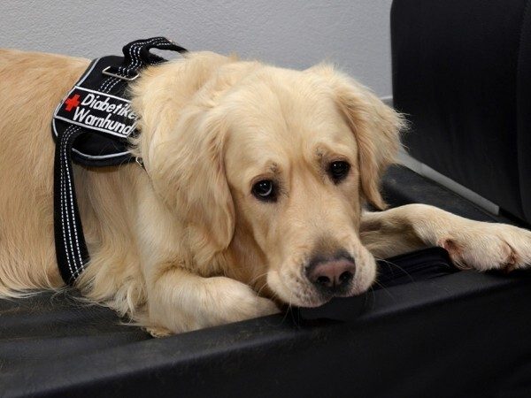 diabete-cane diabete-cane