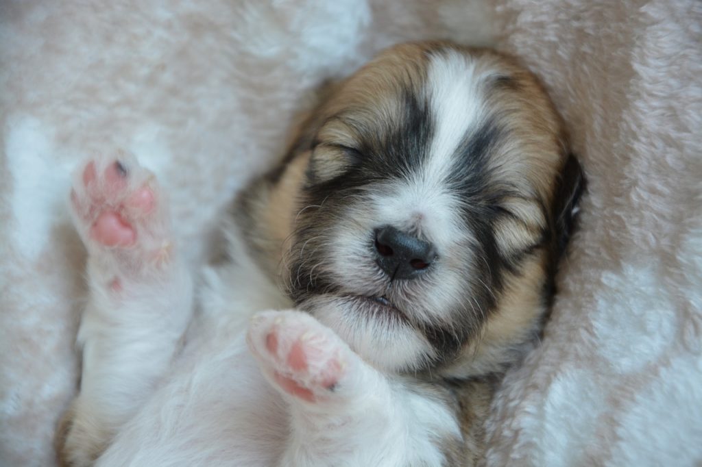 I cani sognano come gli esseri umani? Ecco cosa dice la scienza