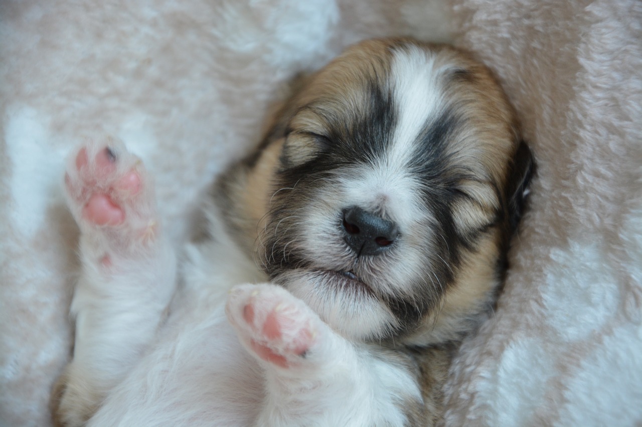 I Cani Sognano Come Gli Esseri Umani Ecco Cosa Dice La Scienza
